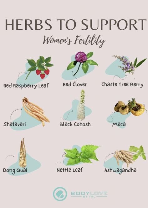 Beets For Fertility, Best Herbs For Fertility, Womb Cleansing Herbs, Abortifacient Herbs, Herbs For Women Health, Herbs For Fertility For Women, Postpartum Herbs, Herbs For Women, Fertility Herbs