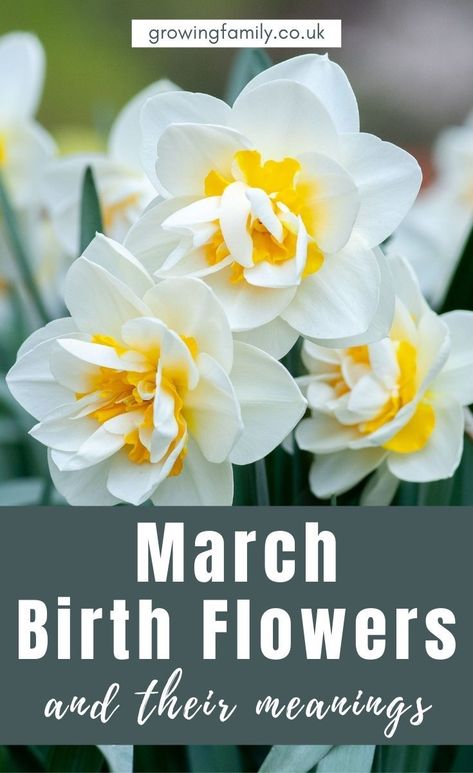 Every month has a birth flower, each with it's own special meaning. Here we take a look at the March birth flower, Daffodils and Jonquils. #flowers #growingfamily Pisces Birth Flower, March Birth Flower Meaning, March Birth Month Flower Tattoo, Pisces Flower Tattoo Birth Month, Jonquil Tattoo, Jonquil Flower, March Flower, Jonquil Flower Tattoo, March Flowers