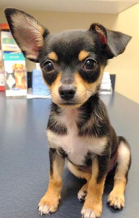 Miniature Pincher Puppies, Pinscher 0, Black And Brown Chihuahua, Pincher Dog, Min Pins, Cutee Animals, Dog Mixes, Very Cute Dogs, Cute Dog Pictures