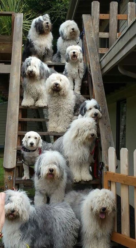 Old English Sheepdogs, Dog Ultrasound, Old English Sheep Dog, English Sheepdog Puppy, Old English Sheepdog Puppy, Sheep Dogs, Bearded Collie, English Sheepdog, Old English Sheepdog