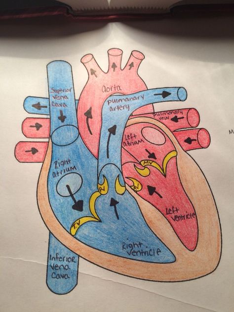 Medical Study Notes, Biology Diagrams, Science Diagrams, Heart Diagram, Learn Biology, Medical Study, خريطة ذهنية, Biology Projects, Study Biology