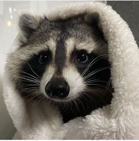 Raccoon Aesthetic, Profile Picture Cute, Pet Raccoon, Baby Raccoon, Pfp Profile, Cute Raccoon, Raccoon Funny, Silly Cats Pictures, Trash Panda