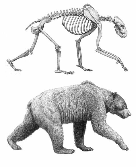 Agriotherium africanum, short-faced bear | Anatomy - animal ... Short Faced Bear, Bear Skeleton, Yule Ornaments, Animal Skeleton, Anatomy Bones, Skeleton Anatomy, Animal Skeletons, Animal Anatomy, Animal Study