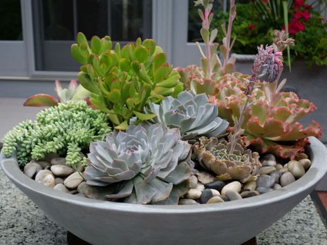 Whether you’re a beginner or a seasoned gardener planting a succulent bowl is easy and fun whilst still allowing you to put your personal spin on it... Succulent Garden Outdoor, Succulent Bowl, Succulent Bowls, Succulent Landscape Design, Succulent Garden Indoor, Succulent Garden Design, Succulent Landscaping, Succulent Garden Diy, Succulent Gardening