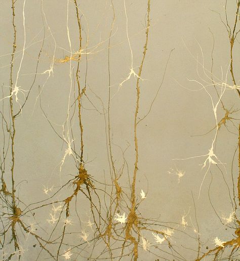 Greg Dunn creates Japanese-style paintings from human brain cell photos Physio Office, Neuron Tattoo, Lab Photography, Neuroscience Art, Cerebral Cortex, Human Pictures, Biology Art, Brain Art, University Of Pennsylvania