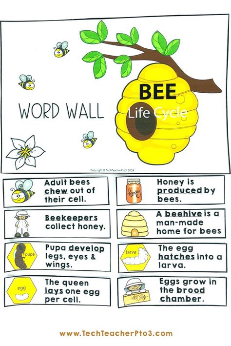 First Grade Science Lessons, Bee Lifecycle, Bees Activities, Honey Bee Life Cycle, Life Cycle Activities, Classroom Word Wall, Bee Life Cycle, Labeling Activities, Bee Crafts For Kids