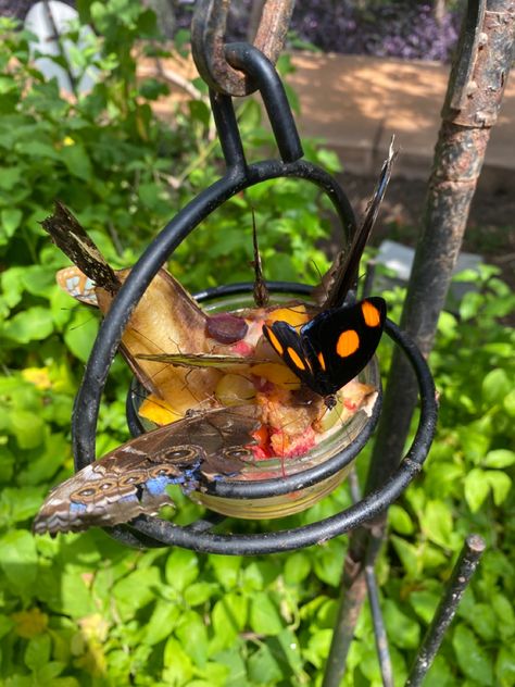 Butterflies eating fruit in a butterfly sanctuary. One black with yellow spots and two brown. Beautiful greenery behind them Butterfly Sanctuary, Wildlife Gardening, Butterfly Garden, Colorful Butterflies, Bird Feeders, Insects, Birds, Outdoor Decor, Animals