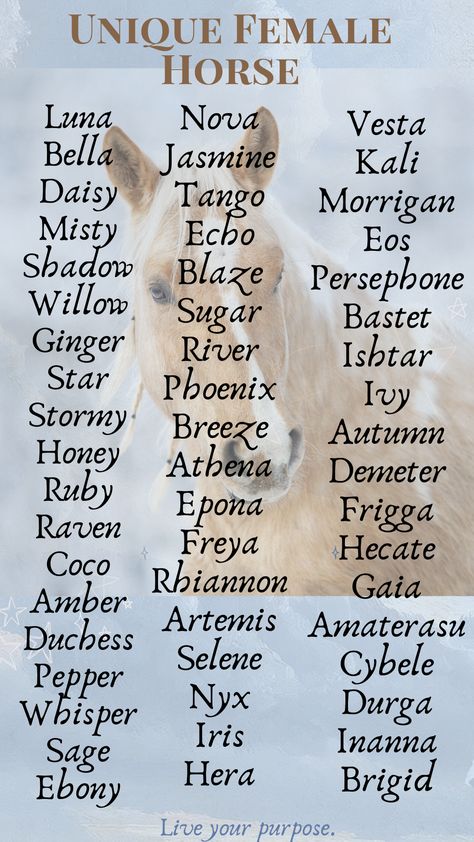 Choosing the perfect name for your mare or filly can be a delightful yet challenging task.  To help you find inspiration, we’ve compiled a comprehensive list of over 210 unique female horse names, categorized to suit various personalities and preferences. Horse Names Female, Mare Horse Names, Cute Horse Names, Unique Horse Names, Names For Horses, Female Horse Names, Horse Types, Rpg Names, Kelpie Horse