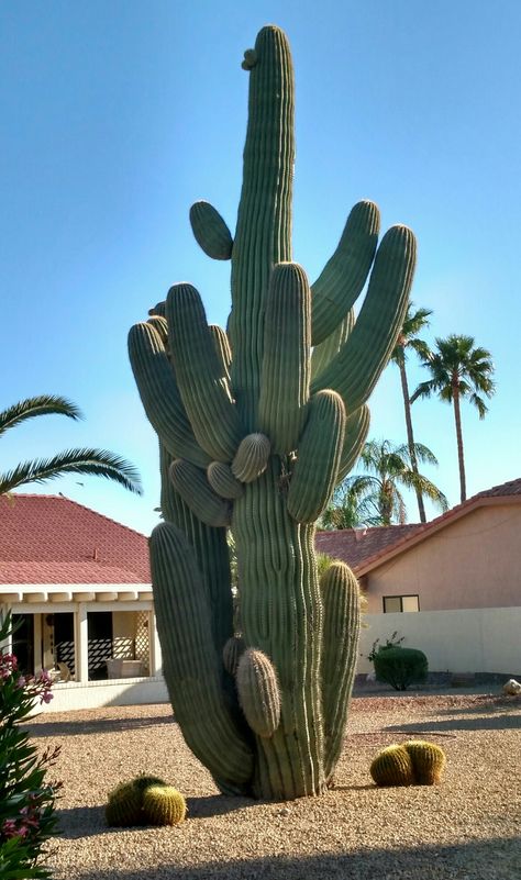 A spectacular Saguaro...named Bubba. Cactus Planta, Saguaro Cactus, Succulents Indoor, Succulent Terrarium, Desert Plants, Cactus Garden, Cactus Y Suculentas, Garden Care, Cactus Flower