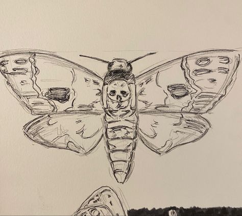 Moth Drawing Sketch, Easy Moth Drawing, Moth Drawing Reference, Moth Drawing Simple, Moth Drawings, Moth Sketch, Animals Sketch, Moth Drawing, Skull Moth