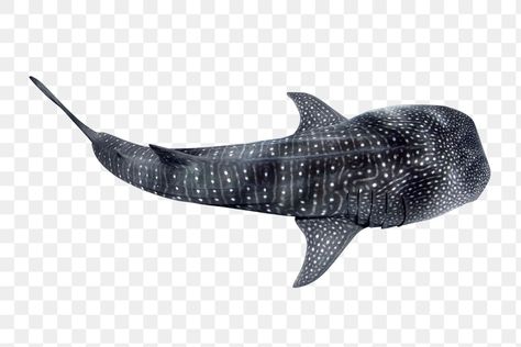 Shark Png, Shark Images, Shark Photos, Clear Background, Sea Animal, Animal Cute, Whale Shark, Png Icons, Wild Animal