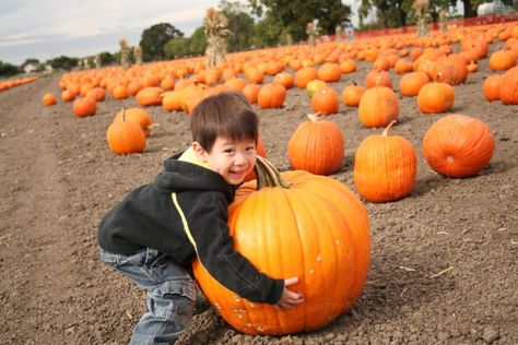 Pumpkin picking in Vermont Halloween Pumpkin Patch, Best Pumpkin Patches, Food Film, Pumpkin Ice Cream, Hunting Game, Fun Fall Activities, Pumpkin Patches, Pumpkin Farm, Pumpkin Picking