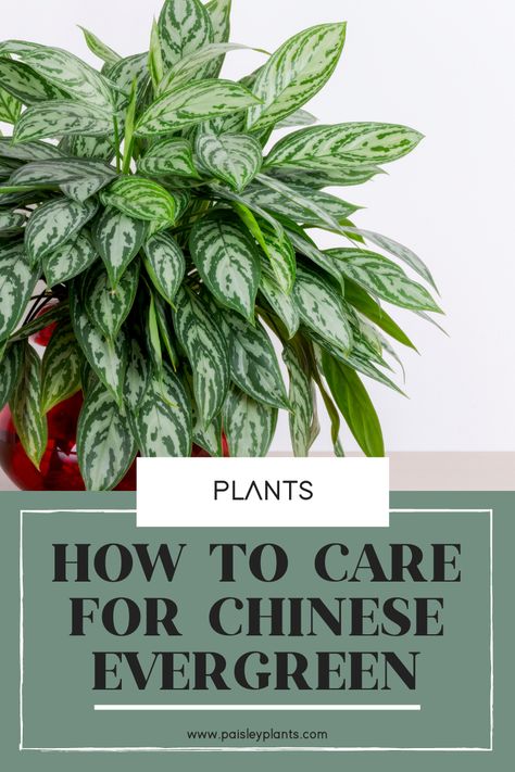 Pothos Varieties, Pet Safe Plants, Chinese Evergreen Plant, Evergreen House, Chinese Plants, Aesthetic Gardening, Lucky Plant, Chinese Evergreen, Plant Care Tips