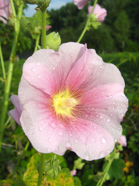 Related to both hibiscus and hollyhock plants, Lavatera rose mallow is an attractive annual with lots to offer the garden. To find out more about this plant, click the article that follows. This is one plant you’ll enjoy having in the garden. Lavender Garden Ideas, Orange Quince, Hummingbird Mix, Diy Silk Flower Arrangements, Top Garden Design, Meadow Sweet, Mallow Plant, Rose Mallow, Rose Plant Care