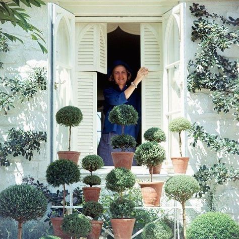 Potted Boxwood, Bunny Mellon, Topiary Garden, Secret Keeper, Virginia Homes, Topiaries, Nantucket, Horticulture, The Window