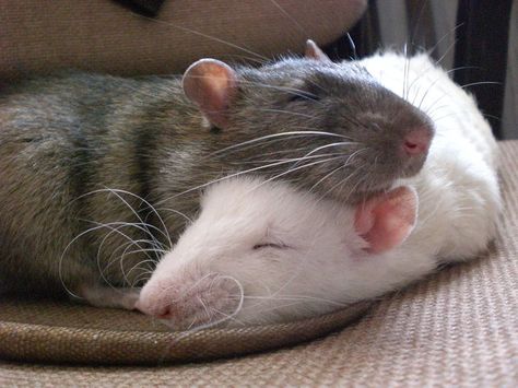 rats do best with a rattie buddy to cuddle with, groom with and play with while you're away or asleep--two rats are really no more work than one; just have a suitably-sized cage Rattus Rattus, Baby Rats, Fancy Rat, Cute Rats, A Rat, Pet Rats, Cute Mouse, Hamsters, Cute Creatures