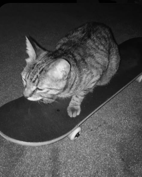 Scaredy Cat, Longboard Skateboard, Longboards, My Cat, Skateboarding, A Cat, Skateboard, A Photo