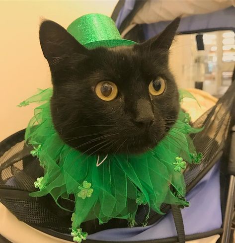 Irish Pictures, Gc Pfp, St Patricks Day Pictures, Cat Celebrating, Saint Patricks Day Art, Therapy Cat, American Holidays, Cat Profile, Cat Holidays