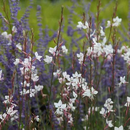 Good Flower Combinations, Gaura Plant Combination, Perovskia Blue Spire Combination, Russian Sage Companion Plants, Courtyard Design Ideas, Mediterranean Planting, Gaura Plant, Rozanne Geranium, Perovskia Atriplicifolia