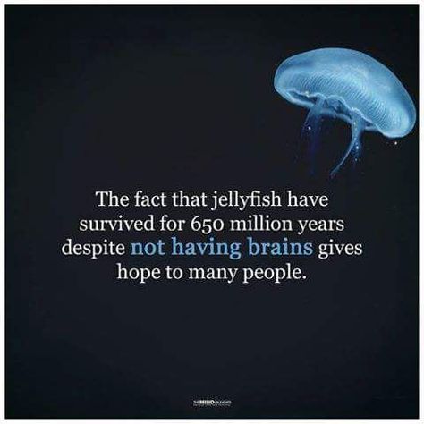 Jellyfish Quotes, Jellyfish Facts, Fishing Jokes, Mind Unleashed, Give Hope, Wise Words Quotes, Indoor Garden Ideas, Many People, Wise Quotes