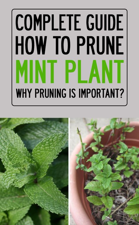 Mint Garden Ideas, Pruning Herbs, Peppermint Plant Outdoor, Planting Mint, Peppermint Plant Care, How To Plant Mint, Mint Plant, Peppermint Plant Uses, Mint Harvesting