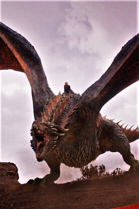 Drogon Game Of Thrones, Game Of Thrones Prequel, Game Of Thrones Facts, Game Of Thrones Poster, Game Of Thrones Dragons, Got Game Of Thrones, Got Dragons, Game Of Thrones Quotes, Game Of Thrones Funny