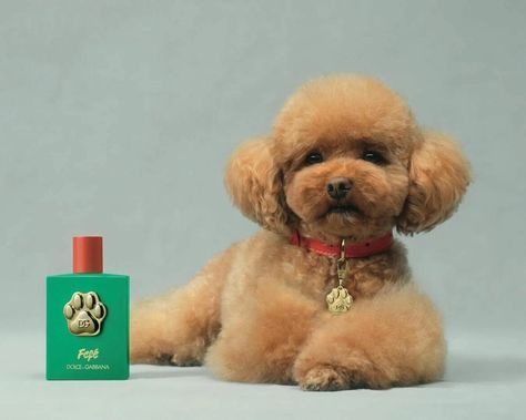 Dolce & Gabbana elevates the whiff next to the whoof with Fefé, its first alcohol-free luxury perfume for dogs - Luxurylaunches Dog Perfume, Dog Smells, Wet Dog, Luxury Experience, Celebrity Culture, Luxury Pet, Pet Odors, Luxury Perfume, Beloved Dog