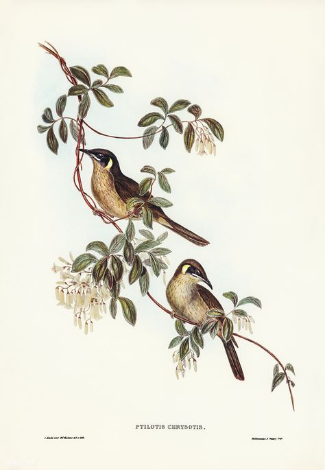 Floral Branding, Illustration Example, Vintage Bird Illustration, John Gould, Birds Of Australia, Floral Cards Design, Singing Bird, Animal Print Wallpaper, Bird Book