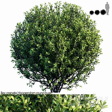 3d models: Bush - Ilex crenata Hoogendorn_round bush Front Yard Plants, Front Yard, Yard, Herbs, Exterior, Plants