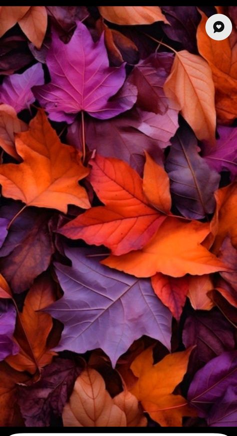 Fall Purple Aesthetic, Fall Cellphone Wallpaper, Fall Facebook Cover Photos Autumn, Fall Wallpaper Facebook Cover, Purple Autumn Aesthetic, Purple Fall Wallpaper, Purple Fall Aesthetic, Fall Leaf Wallpaper, Purple Orange Aesthetic