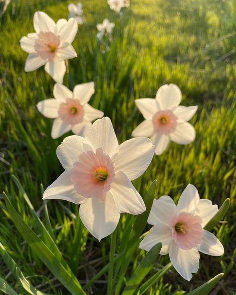 Jason Delaney on Instagram: “Large-cupped daffodil, Narcissus ‘Lavender Lady’. This otherworldly color in daffodils is best viewed at dusk during the golden hour, when…” Delaney Core, Spring Aesthetic Flowers, Daffodil Narcissus, Daffodils Flowers, Very Beautiful Flowers, Daffodil Bulbs, Flowers Gardening, Blooming Garden, Spring Flowering Bulbs