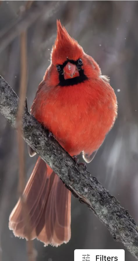 Cardinal Pictures, Cardinal Birds Art, Red Cardinals, Christmas Birds, What Is A Bird, Northern Cardinal, Song Birds, Most Beautiful Birds, Birds Art