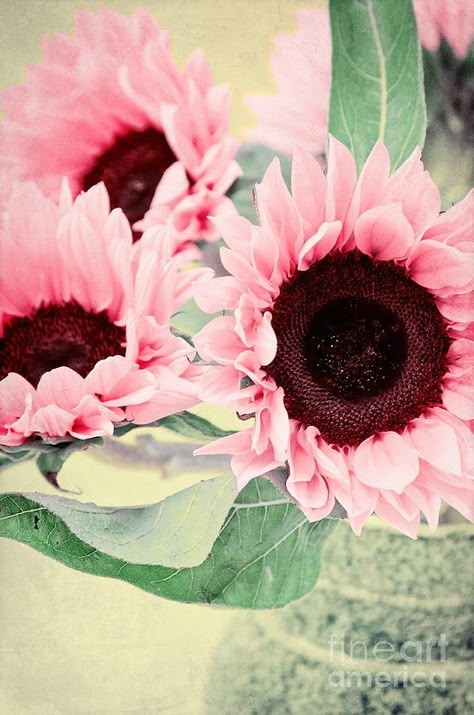 Pink sunflowers yep, they now come in pink. I would grow them for their beauty!   Oh I so want some Pink Sunflowers, Have Inspiration, Flower Gardens, Beautiful Blooms, Dream Garden, Ikebana, Love Flowers, My Flower, Pretty Flowers