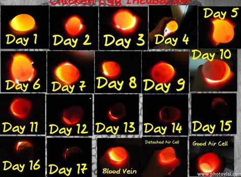 Chicken egg development. Candling Chicken Eggs, Incubating Chicken Eggs, Egg Candling, Urban Chicken Farming, Hatching Chickens, Chicken Incubator, Urban Chickens, Hatching Chicks, Chicken Life