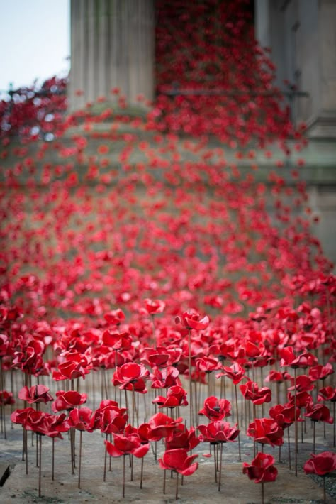 Weeping Window poppies at St Georges Hall. Flickr image by Val Anderson Poppy Floral Arrangements, St Georges Hall, Gala Decorations, Perfume Display, St Georges, Flower Installation, Event Tent, Remembrance Day, Table Flowers