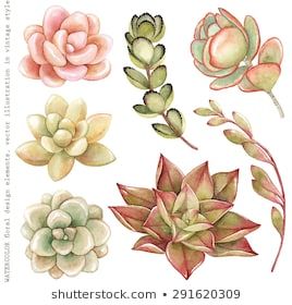 Succulent Drawings, Succulents Illustration, Succulents Drawing, Succulent Painting, Watercolor Collection, Watercolor Succulents, Succulent Art, Hand Drawn Vector Illustrations, Cactus Art