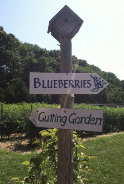 Blueberry Farm, Blueberry Picking, Harvest Day, New Hope Pa, Blue Berry, Scenic Photos, Cold Cream, Farm Signs, Country Blue