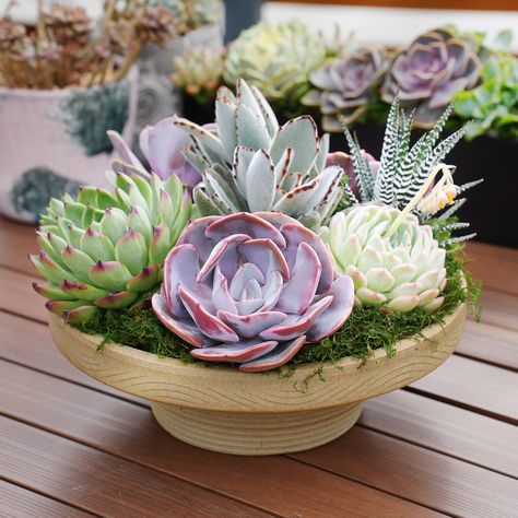 The succulent bawl arrangement seamlessly blends into your modern or vintage decor, making it an ideal addition to wooden or stone dining tables without appearing intrusive. The low height allows for intimate conversations with family or friends during meals. Caring for Your Succulent Arrangement Watering: The 10" Succulent Arrangement Table Décor comes with drainage holes at the bottom. If you have densely arranged succulents, we recommend periodically watering from the bottom to replenish mois Succulent Centerpiece, Succulent Bowls, Succulent Garden Design, Succulent Centerpieces, Succulent Garden Diy, Centerpiece Table, Growing Succulents, Succulent Gardening, Succulents Indoor