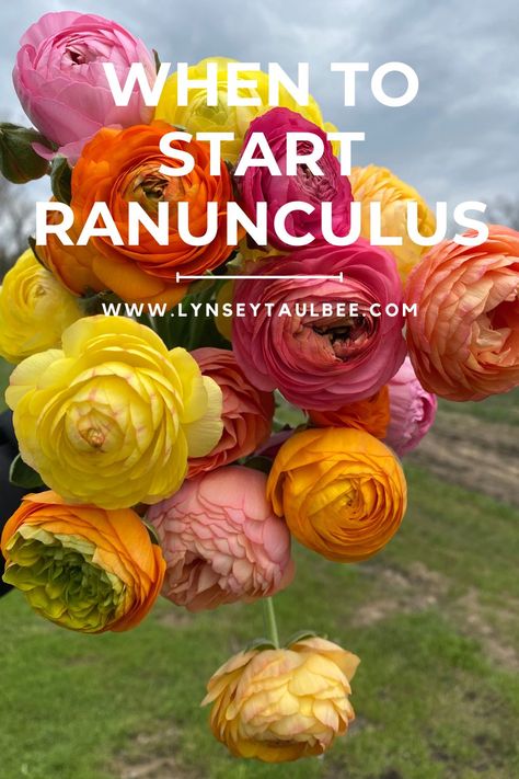 Learn how to grow ranunculus with our easy step-by-step guide! From choosing corms to harvesting, this article covers everything you need to transform your spring garden into a blooming paradise. Growing Ranunculus In Zone 6, Growing Ranunculus In Pots, How To Plant Ranunculus Bulbs, Types Of Ranunculus, When To Plant Ranunculus Bulbs, Ranunculus Garden Bed, Raised Garden Bed Flower Ideas, Planting Ranunculus Bulbs, Growing Ranunculus Flowers