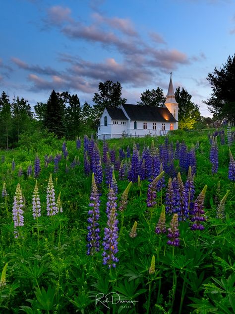 Sunset at Sugar Hill, New Hampshire, New England, during lupine festival.  St. Matthew's church is surrounded by summer lupines. Prints and canvas wall art of this work and others available for purchase in many sizes and finishes for your home decor needs. #RobDaviesImages #landscape #FineArt #prints #NewEngland #Lupines #NewHampshire #HomeDecor #CanvasArt Sunset Field, Hampshire England, Saint Matthew, Sugar Hill, Fine Art Landscape Photography, New England Travel, New England Fall, Country Church, Sunset Landscape