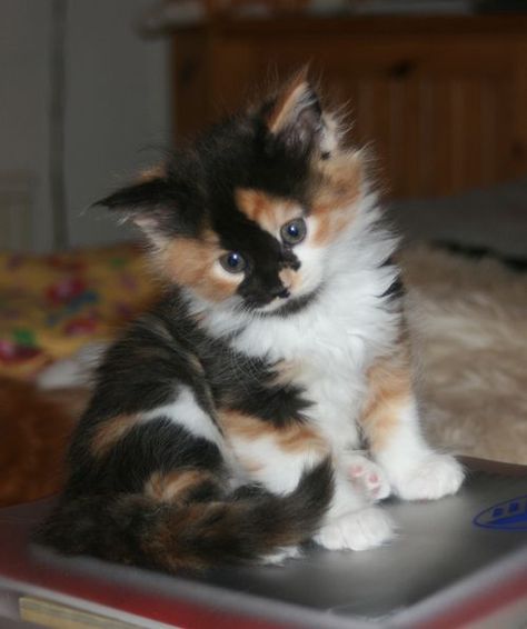 Calico Cats, Cozy Cat, Calico Kitten, Söt Katt, Siamese Kittens, Most Beautiful Cat Breeds, Kittens And Puppies, Calico Cat