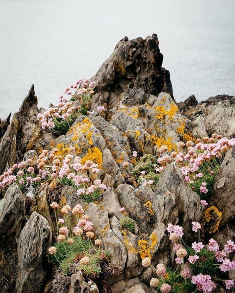 Road Trip Ireland, Ireland Aesthetic, Wild At Heart, Spring Blooms, Foto Inspiration, Nature Aesthetic, Pretty Places, Mother Earth, Land Scape