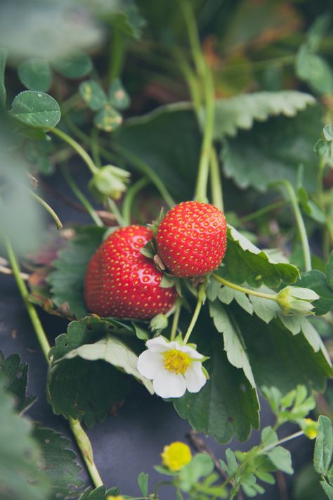 Strawberry Cottage, Small Holding, Strawberry Flower, Strawberry Patch, Fruit Photography, Strawberry Fruit, Strawberry Fields, Fresh Fruits, Strawberry Jam