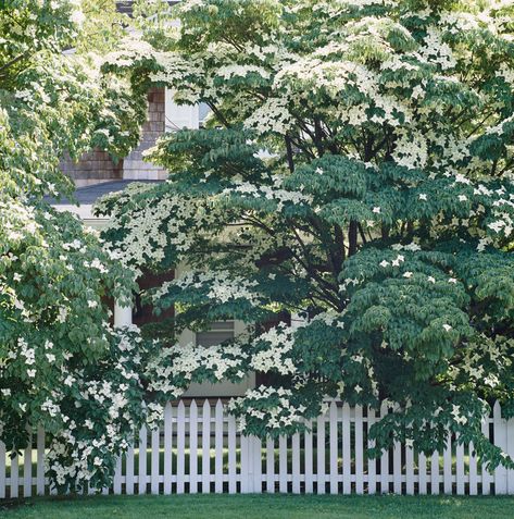 Grow Dogwood Shrubs for the Beauty of Dogwood Trees on a Smaller Scale Dogwood Shrub, Dogwood Tree, Driveway Entrance, Dogwood Trees, Fence Landscaping, White Garden, White Gardens, Perfect Plants, Cottage Garden