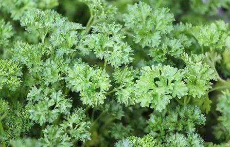 Parsley For Kidney Cleanse, Blood Cleansing Herbs, Clean Arteries, Witches Kitchen, Parsley Recipes, Cleanse Your Liver, Kidney Function, Seasonal Changes, Kidney Cleanse