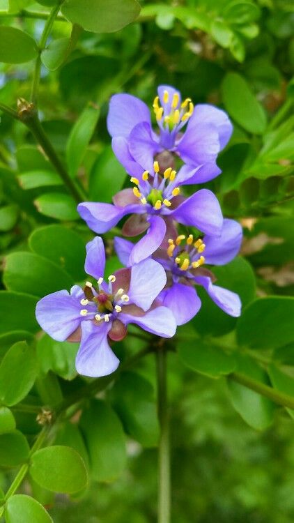 Lignum Vitae, The National flower of Jamaica. Jamaica Flower, Facial Room, Lignum Vitae, Blue Comforter Sets, Black Girls With Tattoos, Good Morning World, Watercolor Bouquet, Invitation Inspiration, Ceramics Projects