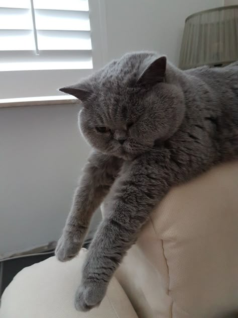 Shorthair British Cat, British Shorthair Cats Wallpaper, Blue British Shorthair Cat, British Shorthair Cats Aesthetic, British Blue Cats, British Shorthair Cats Grey, Cutest Cat Breeds, Cat British Shorthair, Cute Cat Pics