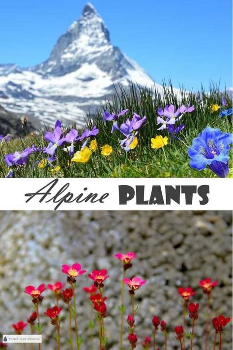 High Altitude Landscaping, High Altitude Gardening, Utah Gardening, Slope Garden, Rocks Garden, Hardy Succulents, Backyard Transformation, Conifers Garden, Alpine Landscape