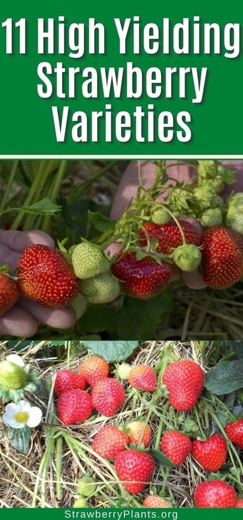 Consider planting these high-yielding strawberry varieties this year, they are easy to grow and flavorful. With links to buy them. Everbearing Strawberries, Strawberry Varieties, Alpine Strawberries, Flower Bed Edging, Buy Seeds, Growing Strawberries, Strawberry Plants, Powdery Mildew, Wild Strawberries