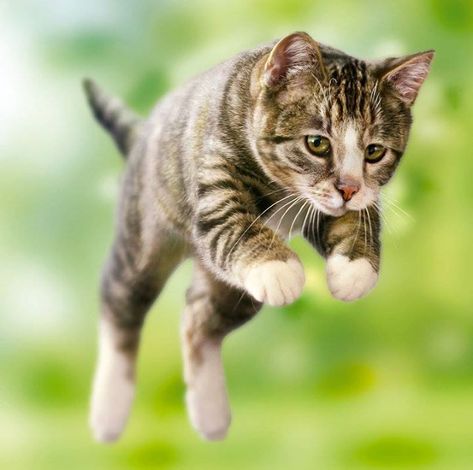 Why Do Cats Jump So High?  If you could jump as high as your cat can - compared to their height - you could easily leap onto the roof of a house without breaking a sweat. This impressive leaping power comes from several aspects of the way a cat is built.  First and foremost they have powerful back legs. Built like springs cats use them to launch themselves up in the air towards whatever they want to land on. The long muscles contained in these legs have long muscle fibers that expand quickly for Cat Jumping, Jumping Cat, Cat Reference, Cats For Sale, Cat Pose, Funny Cats And Dogs, Free Cats, Cat Behavior, Cat Facts